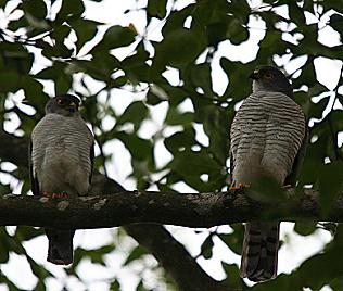 Zwergsperber, Little Sparrowhawk, Accipter minullus